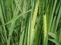 #6: a wheat plant