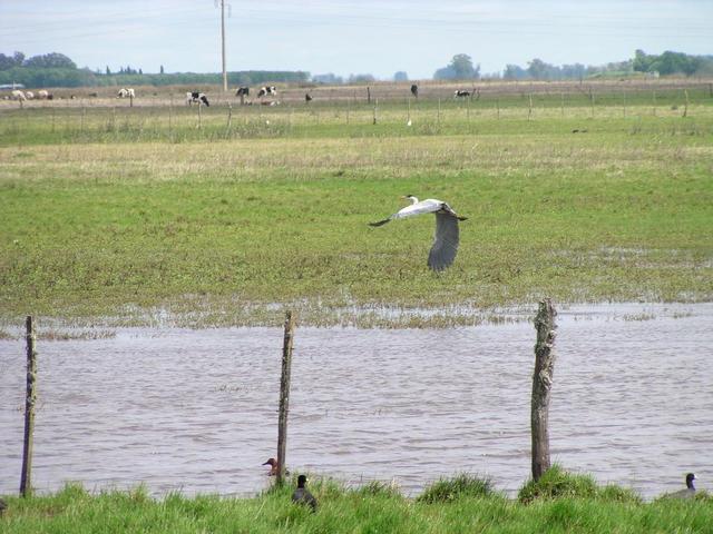 a heron flying along route nr. 188