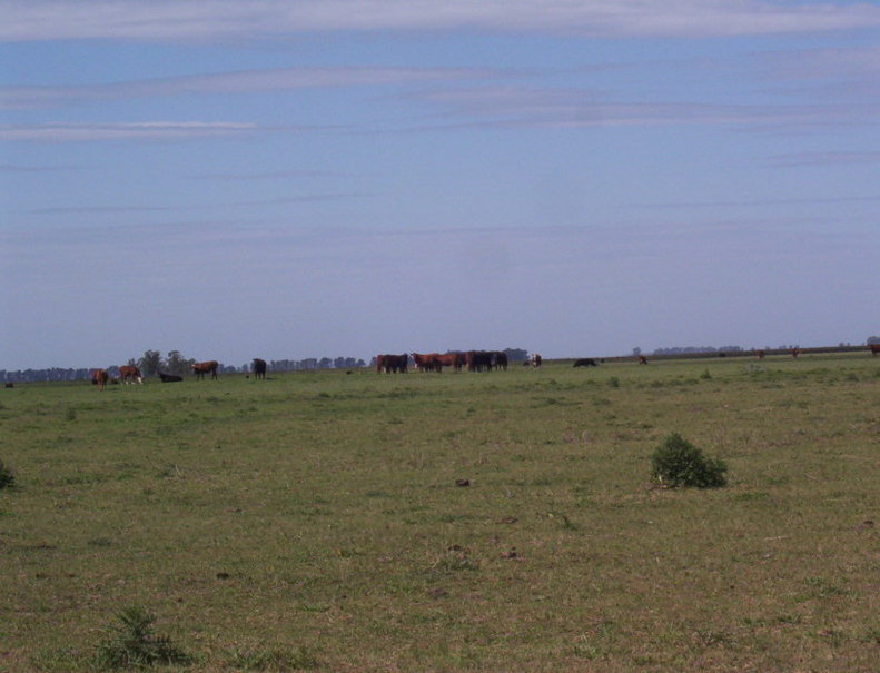Cows in the CP lands