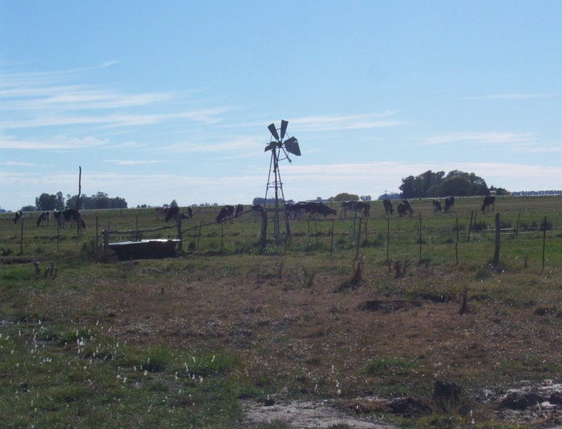 Molino roto y vacas pastando. Broken mill and grazing cows
