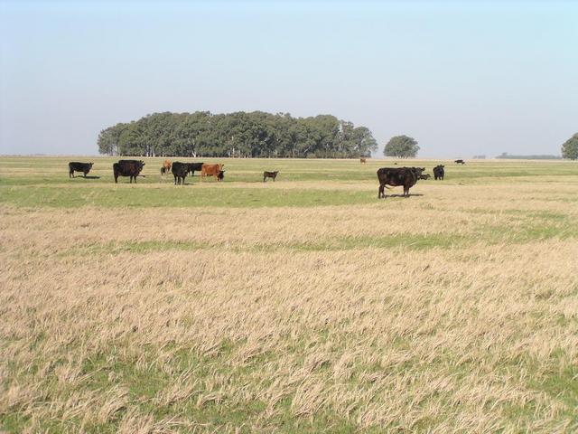 Bulls at the confluence, view to South