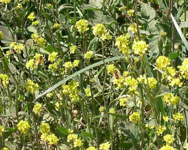 Abejas colectando polen en las cercanías de la confluencia
