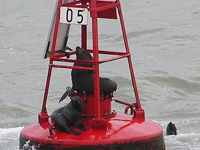 Seals at Bahía Blanca