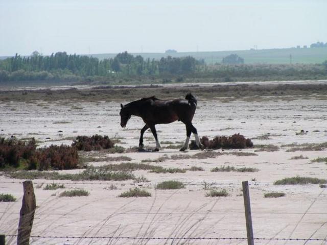 horses are everywhere in Argentina
