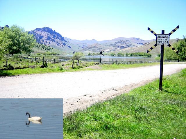 Railway crossing at Perito Moreno, with Los Juncos Lagoon in the background; inset: black-necked swan on Los Juncos Lagoon