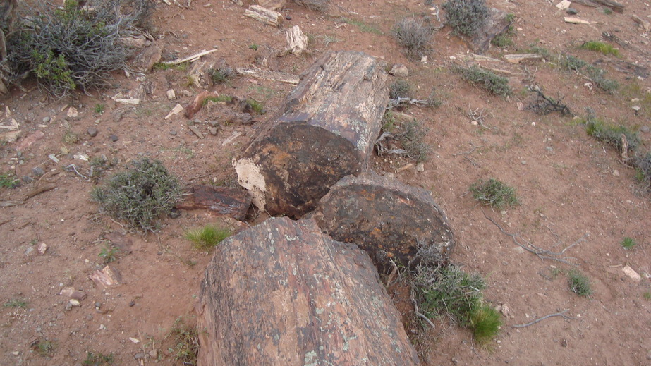 Troncos petrificados - Petrified logs