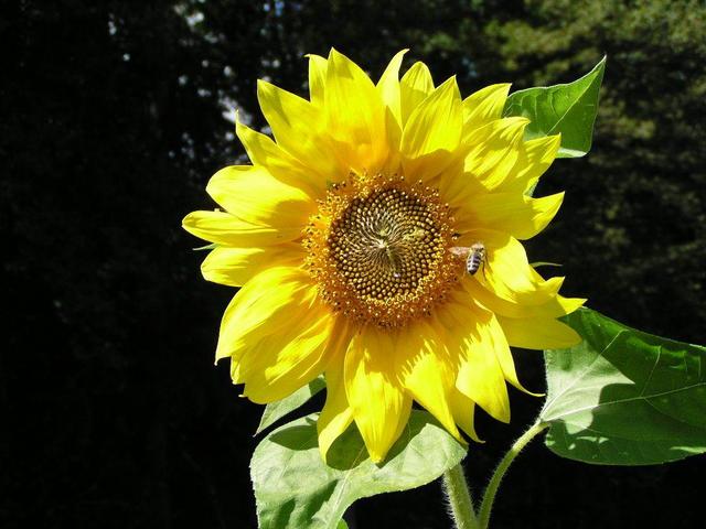 Sonnenblume/Sunflower