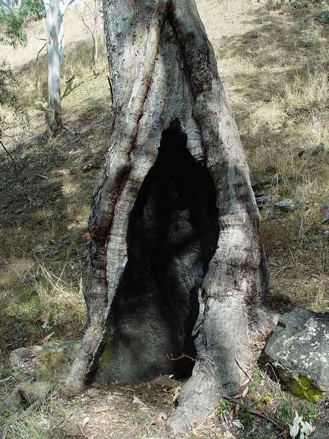 A possible aboriginal canoe tree encountered when scrambling the last 500 metres. The twisting of the tree indicates that if it was used to make a  canoe, it was done many years ago.