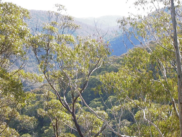 Looking north from the Confluence upthe Kowmung River gorge.