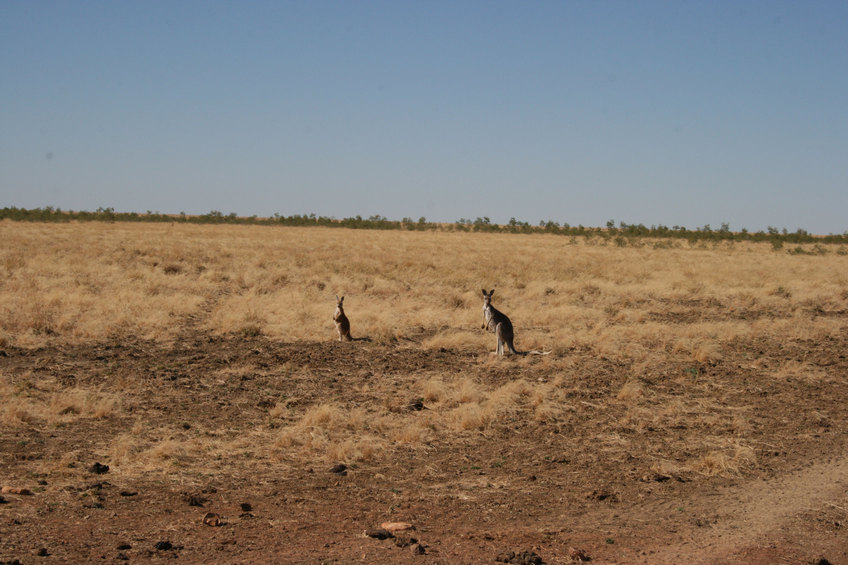 Kangaroos near Calvert Road