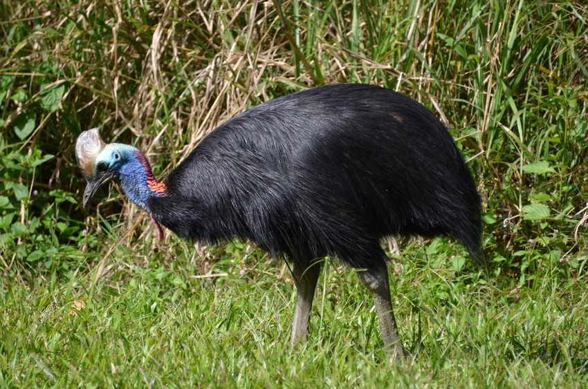 A rare and endangered Cassowary not fare from the site.