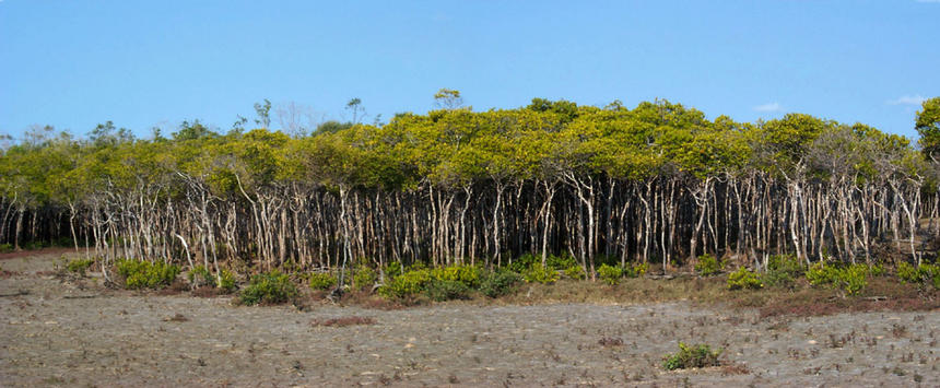Mangroves at the confluence.