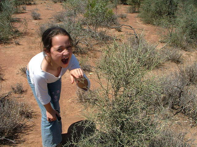 Rach tests a prickle bush near the site
