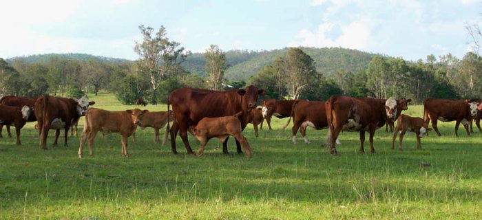 Neil's cattle