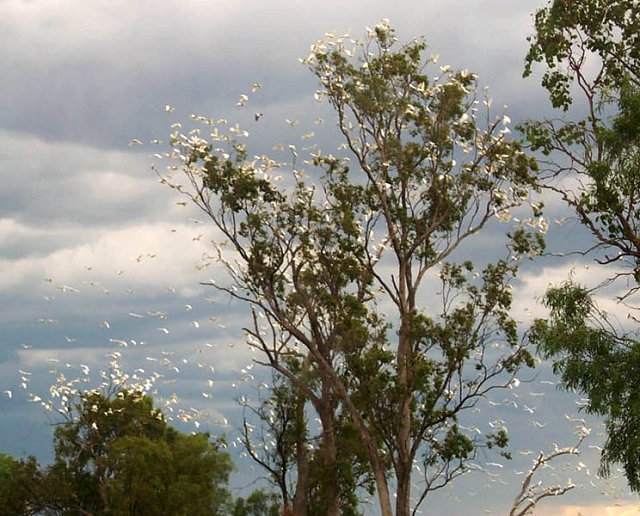 Just a few of the cockatoos in the trees at the confluence