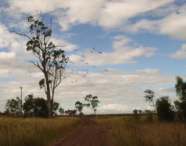 The flock of cockatiels and the Warregi Hwy in the background