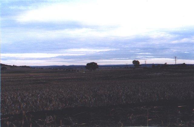 Looking south, across the sorghum, from the confluence.