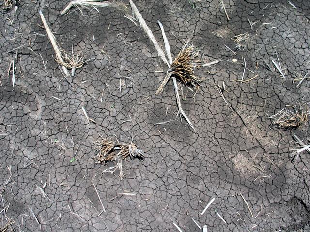 The ground at the confluence point