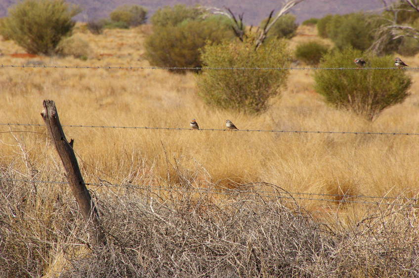 The Barbed Wire fence with Zebra Finches