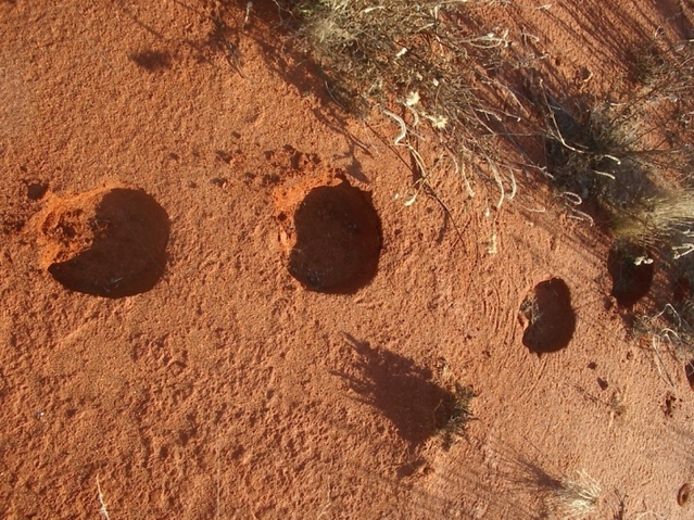 Camel hoofprints at the site