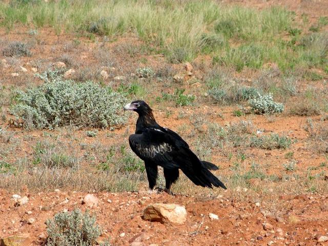 A wedge tail eagle - Australia's largest bird of prey, near the confluence
