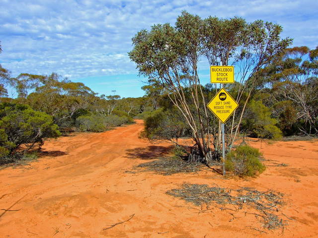 Buckleboo Stock Route through Pinkawillinie Conservation Park is a must do