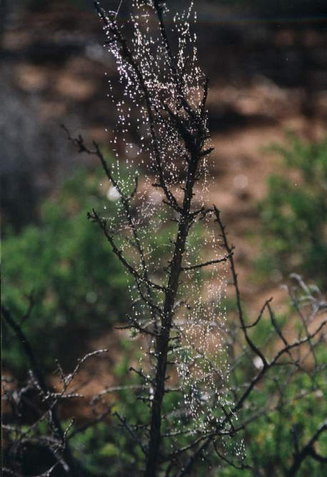 Dew on spider web on dead bush.