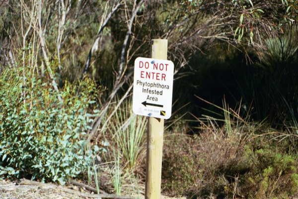 A sign marking the area infected by the phytophthora fungus