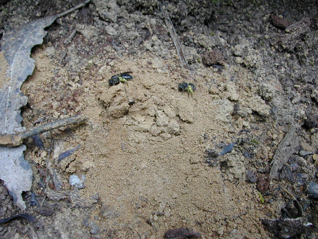 Native bees and their burrow