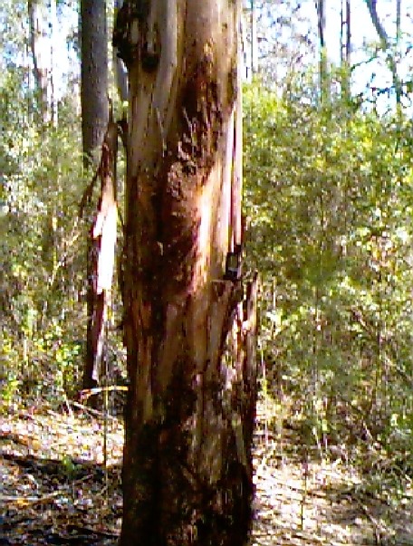Big gum tree right on the confluence point