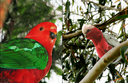 #10:  A couple of birds spotted right at the confluence: (left) King Parrot (Alisterus scapularis), and (right) Galah (Cacatua roseicapilla)