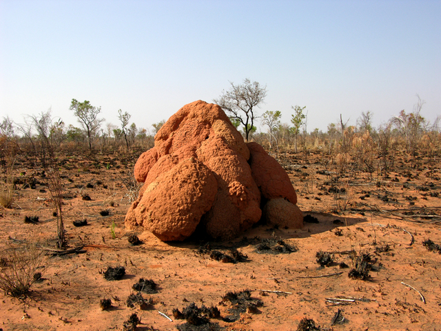 A large anthill, typical of the area