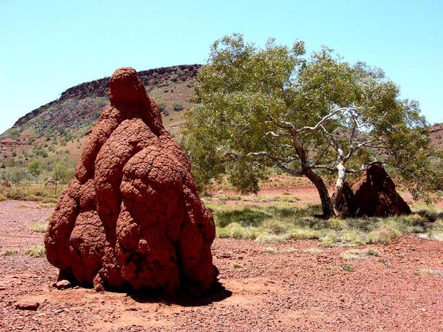 One of the many huge ant hills in the Hammersley Gorge area.
