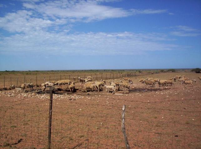 Sheep at Wadera Bore