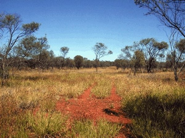 The wrong track disappearing into the grass.