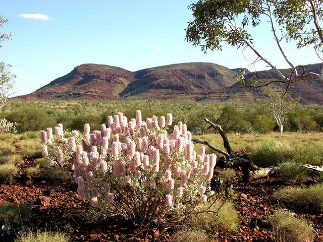 Mulla-mulla, a typical wildflower of the area with Mt Robinson in the distance.