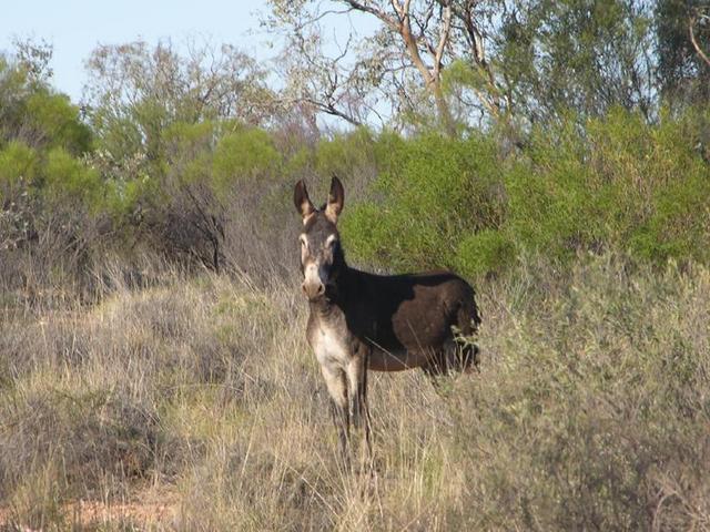 One of the many feral donkeys in the area.