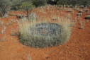 #9: One of the Spinifex Rings near the Confluence