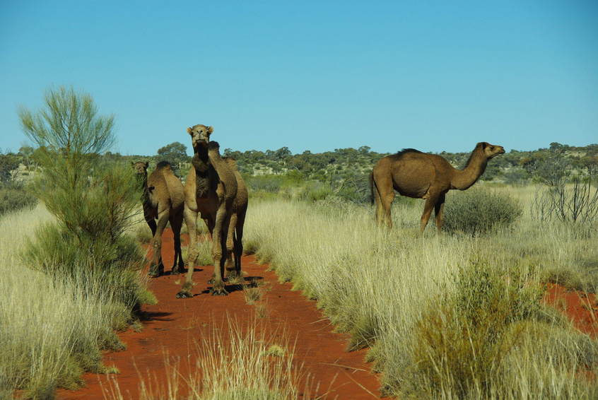Camel on the track out to Sydney Yeo Range