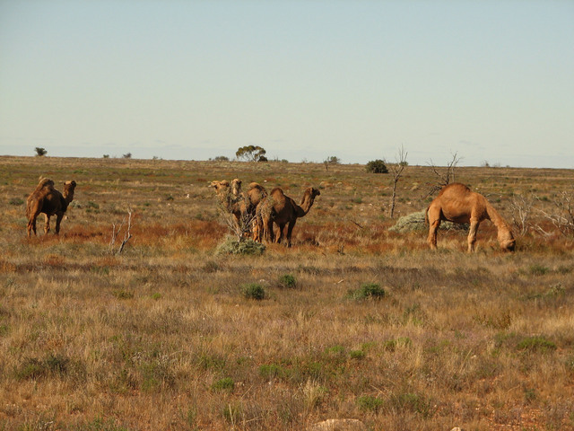 Camels on the Nullarbor