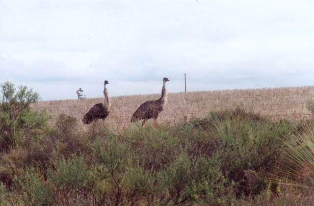 My emu racing mates.