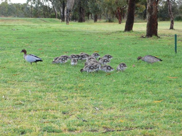 23 Ducklings Walk Past The CP