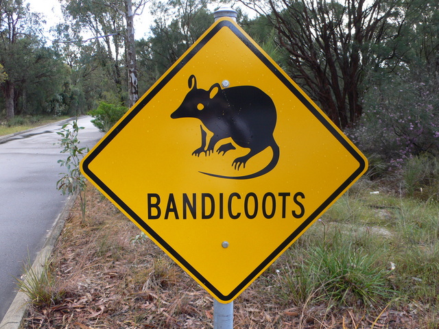 Would Have Loved To Have Seen A Bandicoot..