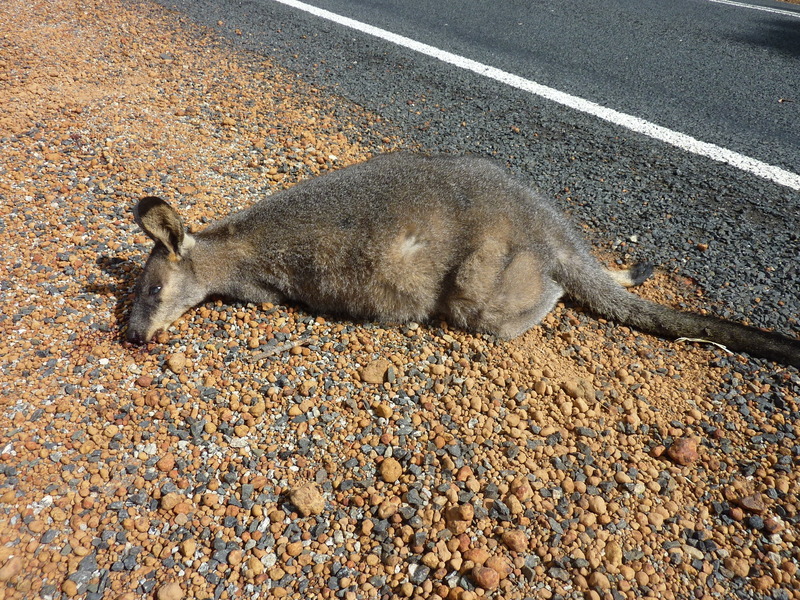 An unfortunate kangaroo