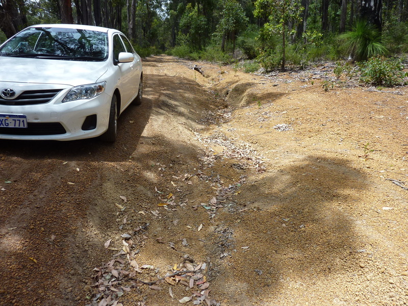 A forest road not suitable for Corollas
