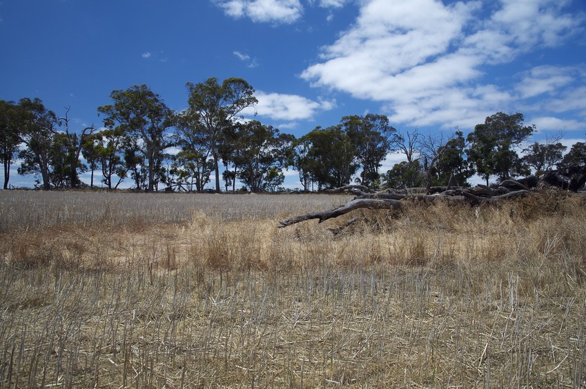 View East (towards Mobrup Road North, 80 m away). The remains of 'Donna Easton's tree' lie in the foreground