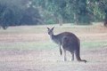 #4: Early morning sight - a kangaroo at the Kalgan River Caravan Park