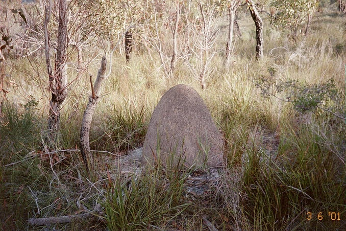 An old termite mound, looking from the confluence