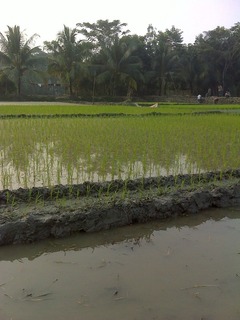 #1: Flooded paddy field view