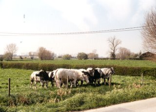 #1: The cows looking at the confluence
